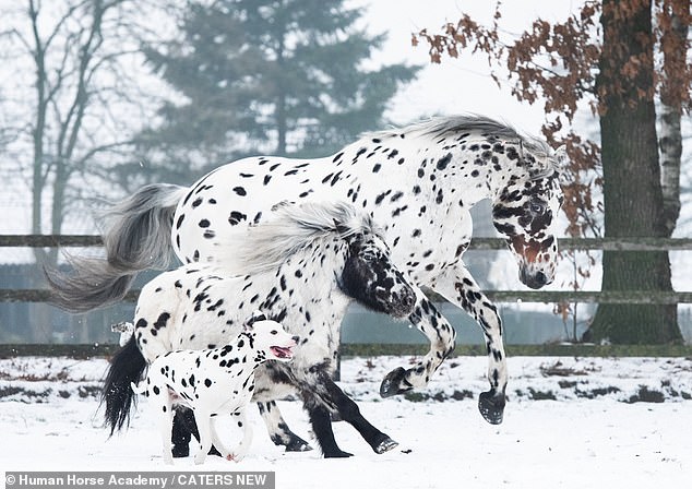 Astounding Coincidence: A Delightful Friendship Between Identical Horses, Dogs, and Ponies, Despite Their Differences