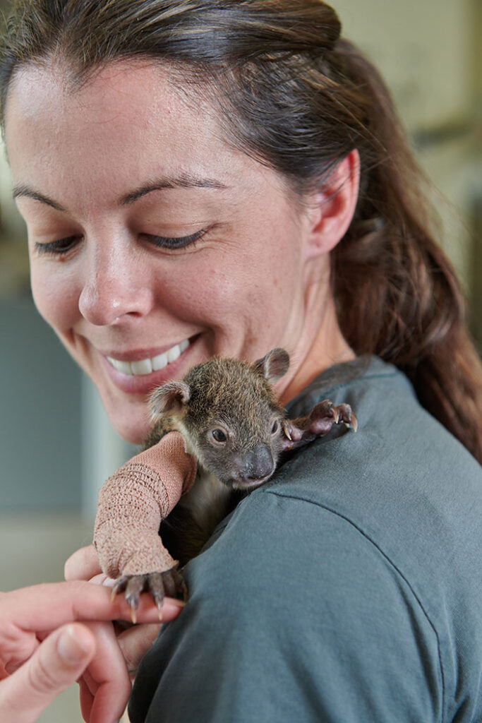 “Cuteness Overload: Adorable 150-Day-Old Koala Cub with Cast Goes Viral Worldwide!”