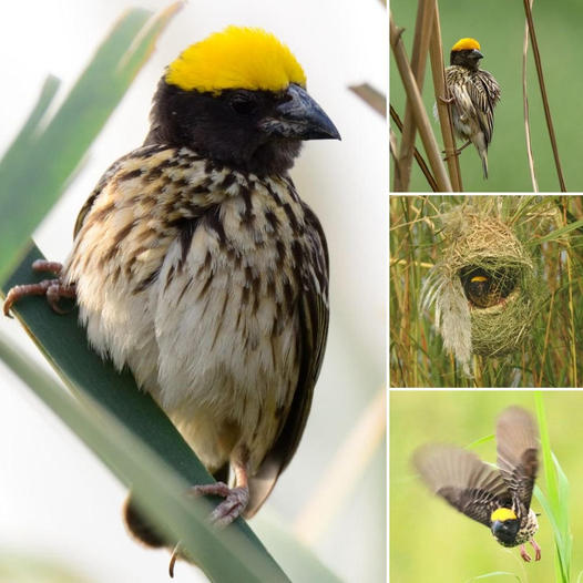 The Streaked Weaver: An Irresistibly Beautiful Bird! 🐦✨