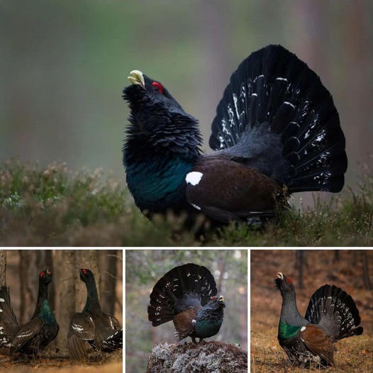 Revealing the Captivating Life of the Western Capercaillie: A Homage to Its Splendor and Surroundings.