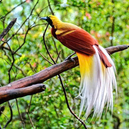 Look! A spectacular Wonder: The Mesmerizing Display of the Greater Bird-of-Paradise.