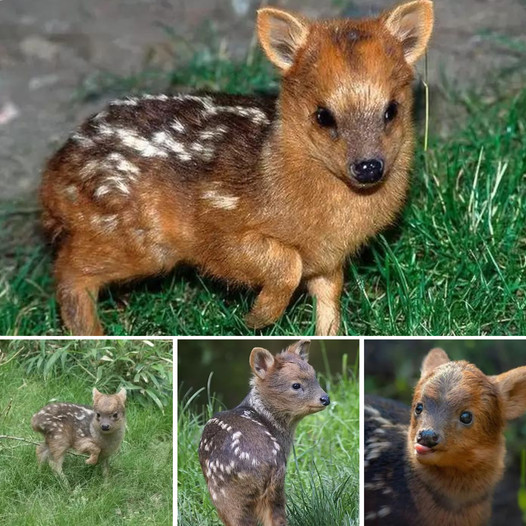 I didn’t expect it really existed in the world! Meet the world’s smallest and most magical deer