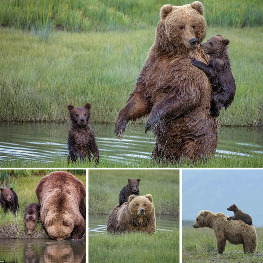 If you don’t nag I will carry you! A mischievous baby bear who doesn’t like water clings to his mother’s back to cross the river in a series of adorable photos