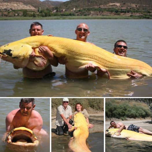 The largest albino catfish ever set a world record when fisherman brought it out of the water in the River Ebro