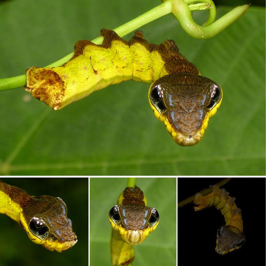 When Threatened, This Caterpillar Takes On the Appearance of a Venomous Snake