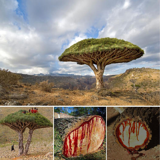 Dragon Blood Tree: These centuries-old trees ‘bleed’