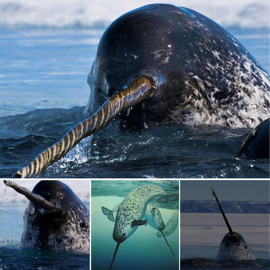 Narwhals Can ‘See’ Unlike Any Other Animal on Earth