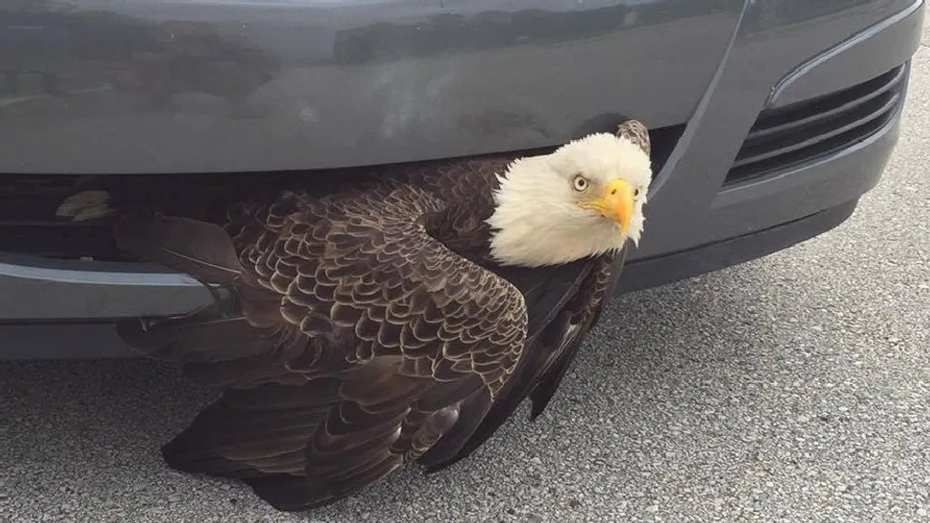 Unexpected Encounter: Florida Driver Halts as Eagle Lands on Car