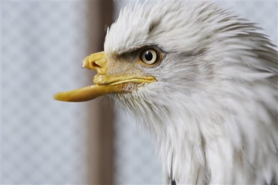 Reviving Hope: A Deformed Alaskan Bald Eagle Receives a New Lease on Life with an Artificial Beak