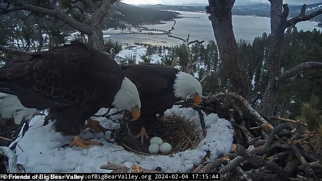 “The Heartbreaking Sacrifice: Bald Eagles Defy Nature to Protect Their Nest, Leaving Californians Devastated”