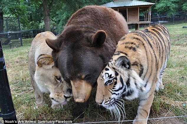 The Unlikely Trio: An Orphan Brown Bear, Lion, and Tiger Form an Unexpected Friendship