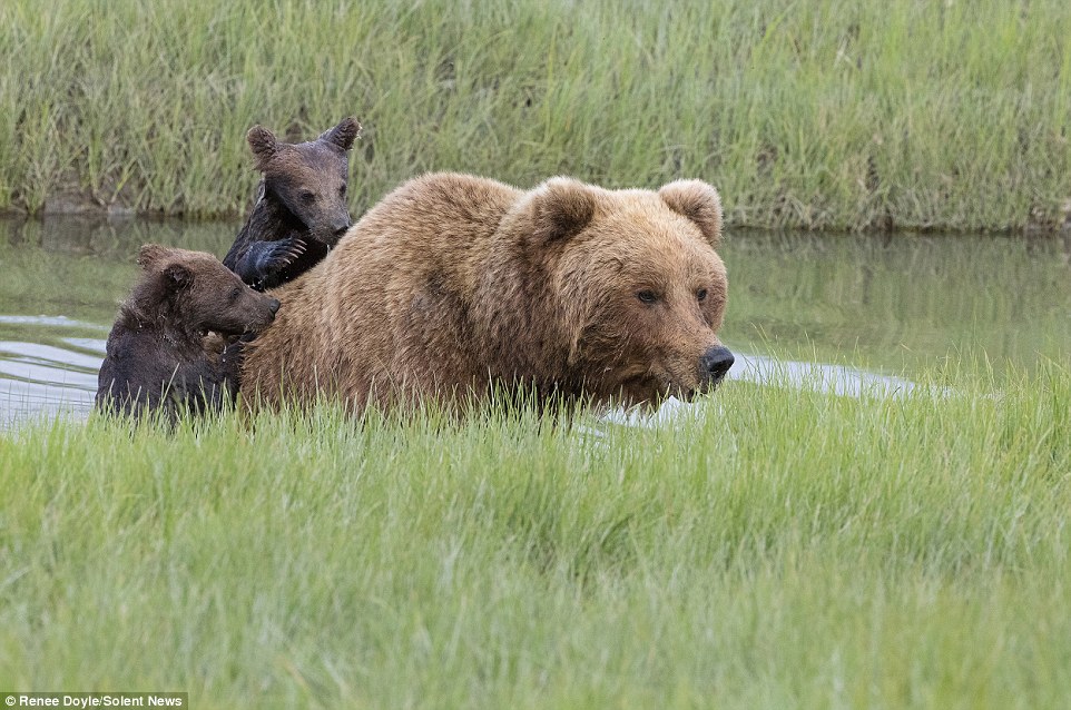 “Ride on Mama’s back: A playful baby bear’s clever way to avoid the river”