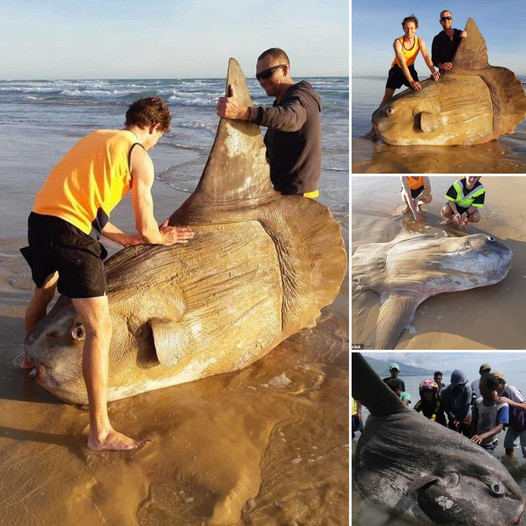 Giant sunfish washes up on Australian beach: ‘I thought it was a shipwreck’