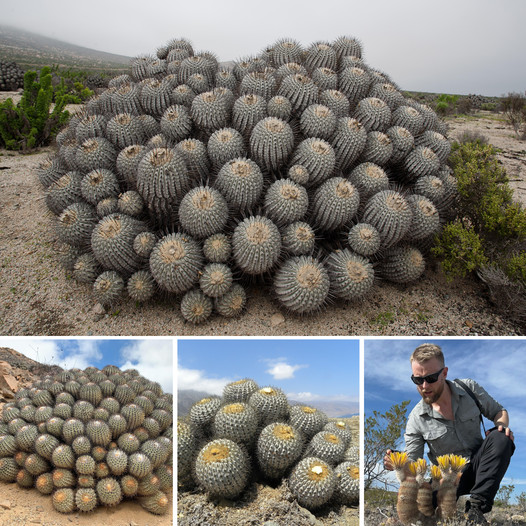 The rare cacti are worth millions of dollars