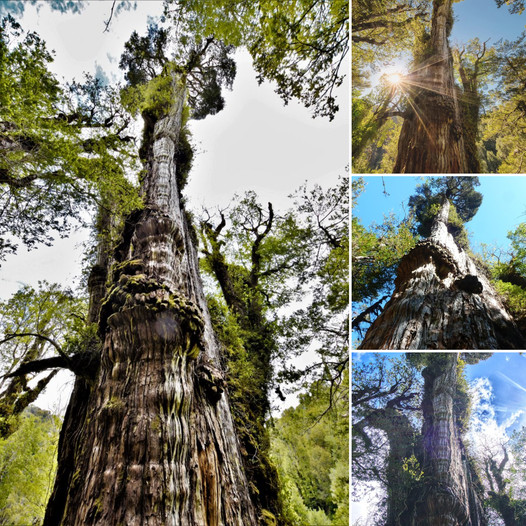 Oldest Tree in the World Found: It’s Called Great-Grandfather and is 5,484 years old.