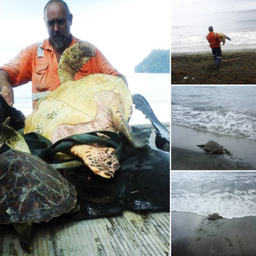 This Man From Greymouth Buys Turtle From Local Food Market And Releases Them Back To Sea