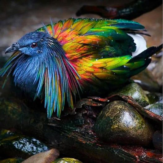 In palm and mangrove habitats, the Nicobar Pigeon stands as a symbol of natural elegance.