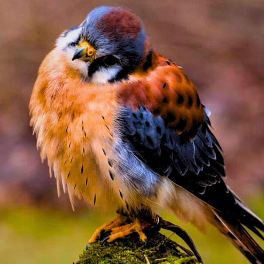 Dive into the fascinating life of the American kestrel: The story of this delicate and striking raptor