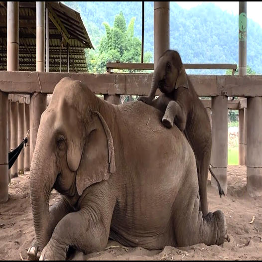 An adult elephant is kneeling down so the baby can touch them, climb on them and stay close.