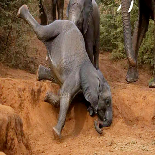 The baby elephant’s legs gave out as he tried to reach the attractive dirt at the bottom of a small slope, causing him to fall harmlessly down