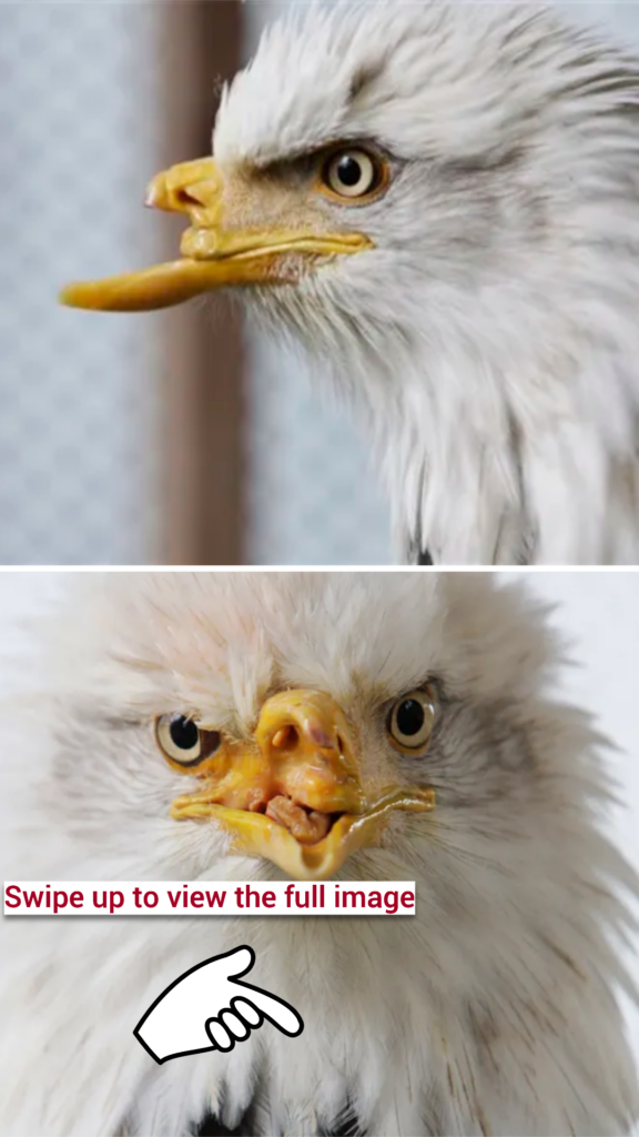 After more than three years, the first attempt to attach an artificial beak to a deformed Alaskan bald eagle helps it eat and preen its feathers to continue living.