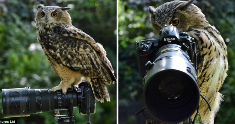 An eagle owl interrupts a reporter’s filming session by covering the camera