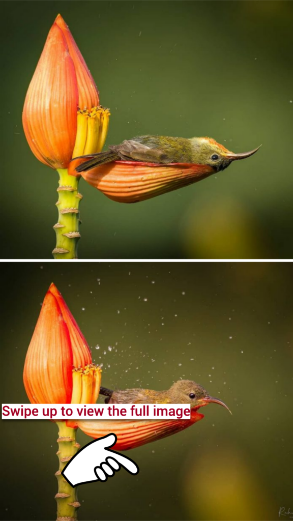 Tiniest Bird Uses A Flower Petal As Her Bathtub