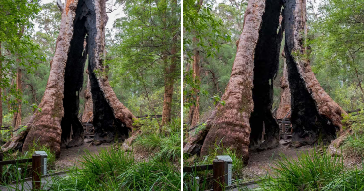 Discovering Ancient Giants: Exploring Southwest Australia’s 5000-Year-Old Red Tingle Trees