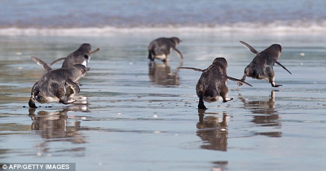 The happy and joyful return of 49 penguins who were humanely rescued after nearly 2 months after the 400-ton oil spill into the ocean